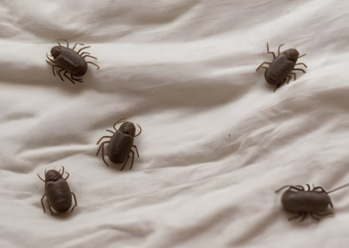 Les meilleurs conseils pour nettoyer et entretenir votre literie afin de réduire les acariens
