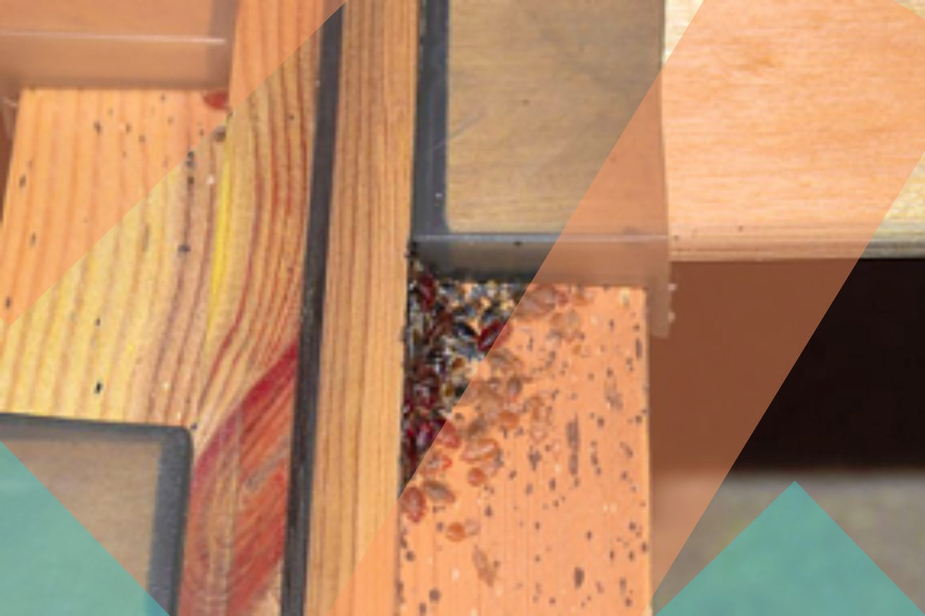 Qu'est-ce qui attire le plus les punaise de lit ?