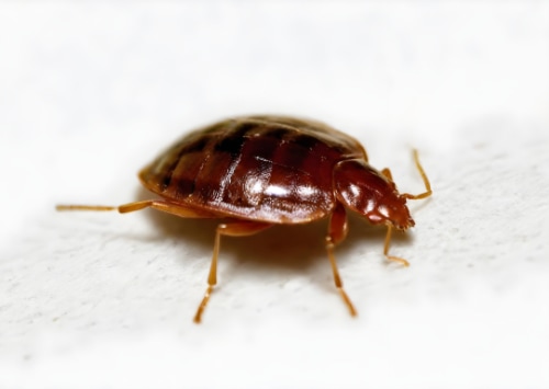 Comment détecter les signes d'infestation de punaises de lit dans les chambres d'hôtel