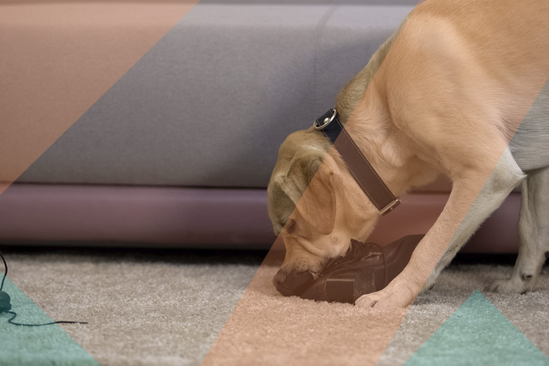 Chien détecteur pour détecter les punaises de lit