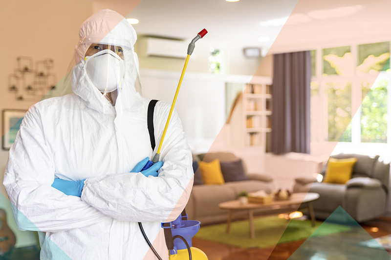 Exterminateur professionnel de punaises de lit.